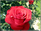 foto Rose